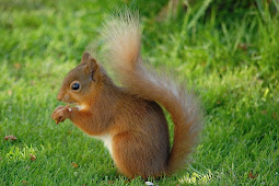 The bloody battle to save the red squirrel Science AAAS