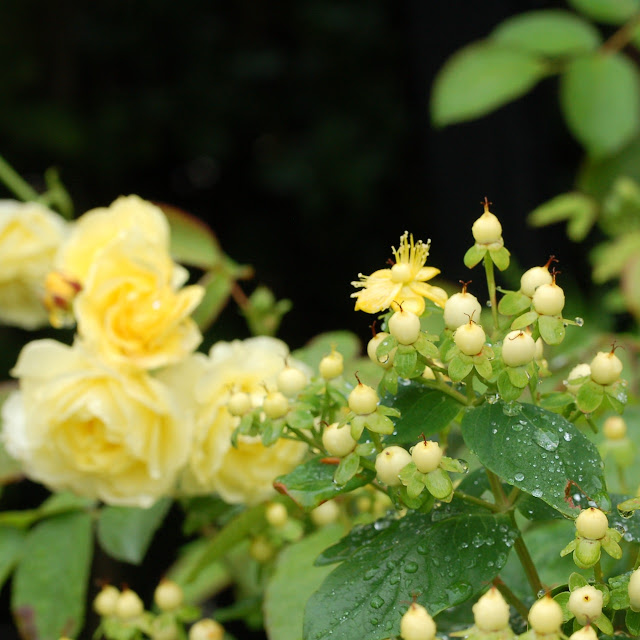 Hypericum en roos Golden border