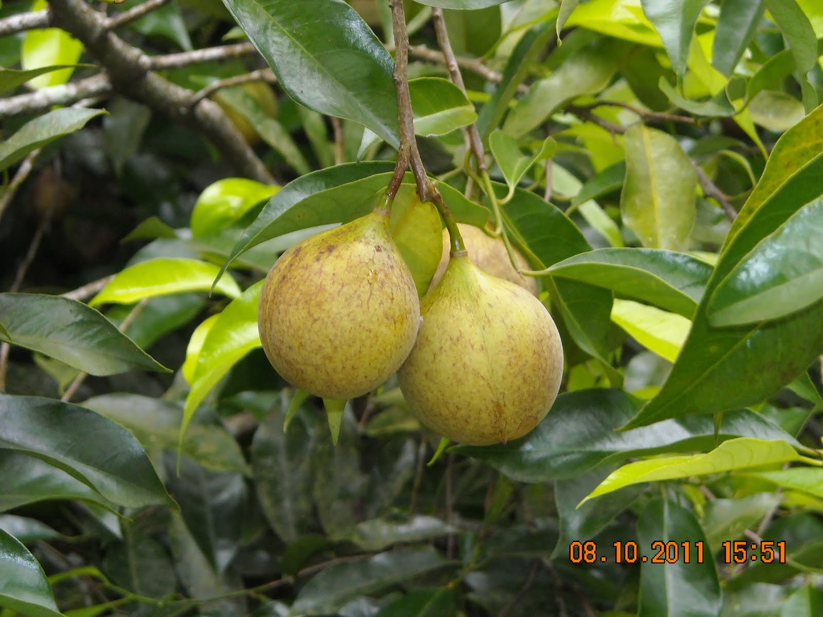 Mini Fruit Farm PeterTean com My Farm 9 Nutmeg Buah Pala 