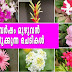 വര്‍ഷം മുഴുവന്‍ പൂക്കള്‍ ഇടുന്ന പത്തു ചെടികളെ പരിചയപ്പെടാം 