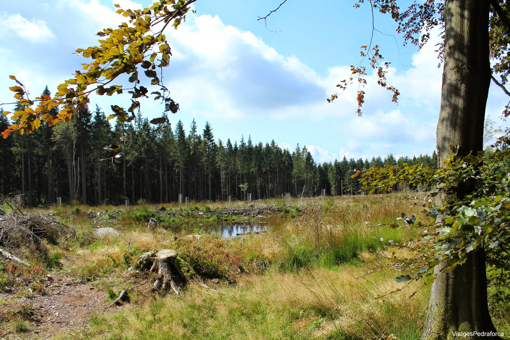 Hautes Fagnes Valonia