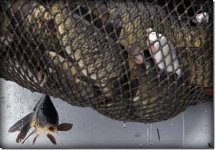 fish-in-nets via washingtonpost