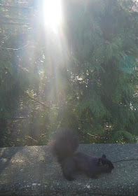 squirrel in sunlight