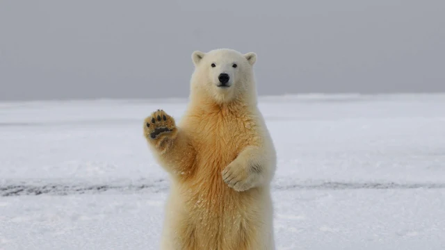 Papel de Parede Urso Polar Dando Tchauzinho