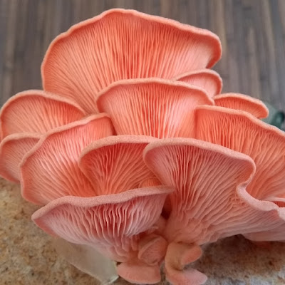 Top Pink Oyster Mushroom Farm In Nashik