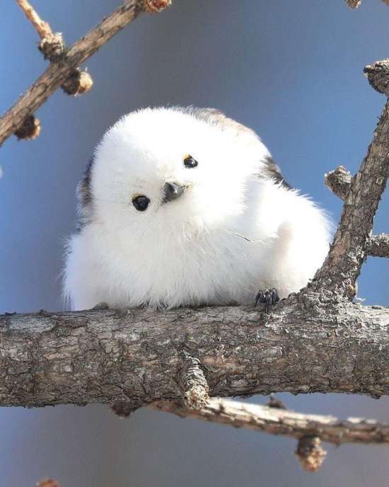 long tailed tits bird