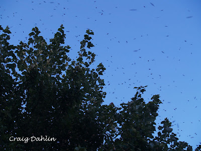 Millions of bees flying near the tree