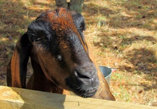 Goats2