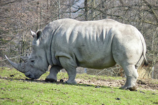 Zoo de Salzburgo.