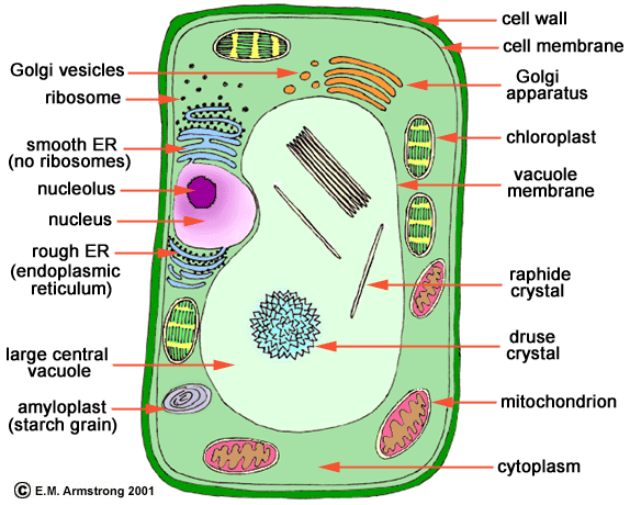 animal cell diagram with labels for kids