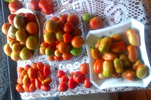 owoce pomidorów