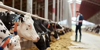 Dairy Farm Assistant Opportunity at Synlait Milk