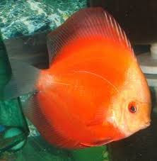 Red melon Discus fish.