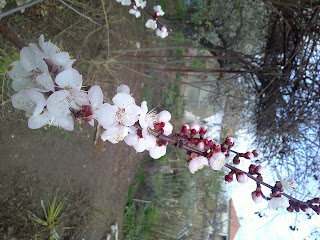 Apricot Blossom