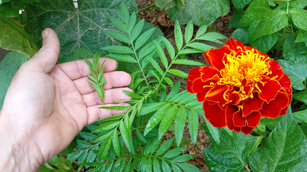 By pinching your marigolds at the right stage of growth, you'll encourage your plants to develop a fuller, bushier structure, resulting in more vibrant and long-lasting blooms.