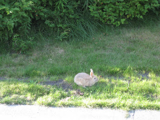 A rabbit on grass