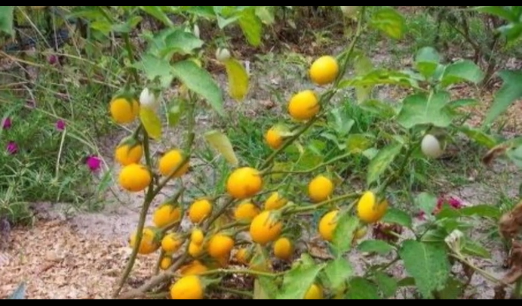 Frutos maduros de planta ponedora de huevos color amarlilo. Berenjenas amarillas