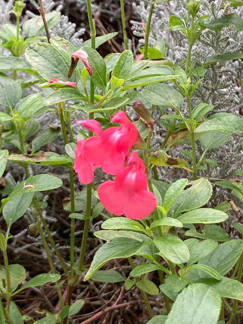 Close up picture of a salvia flower and leaves