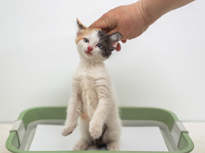 Tips Melatih Kucing Agar Buang Kotoran Tidak Sembarangan