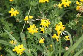 Birdsfoot trefoil, a Minnesota invasive plant