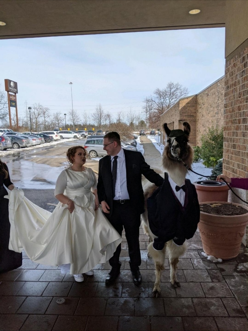 Lama als Br%C3%A4utigam auf Hochzeit Ehechaos und Beziehungsspaß - Amüsante Liebeserlebnisse Besoffene Geschichte, Ehe, Ehemann, Komische Begebenheiten des Lebens