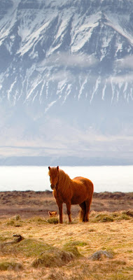 Horse Wallpaper For Mobile - A horse never runs so fast as when he has other horses