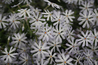 Midwest Natural Gardens