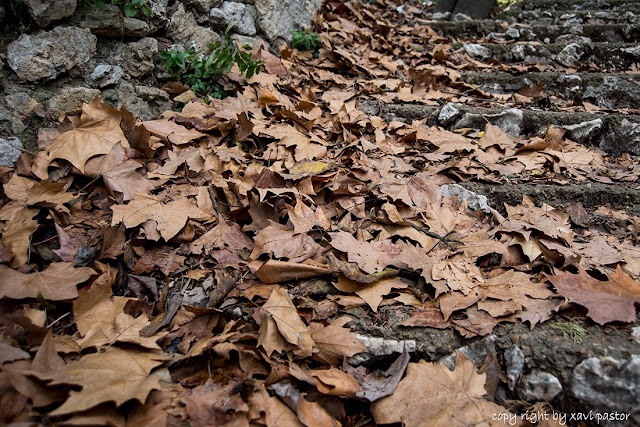 fulles, hojas, otoño, la tardor, Agres