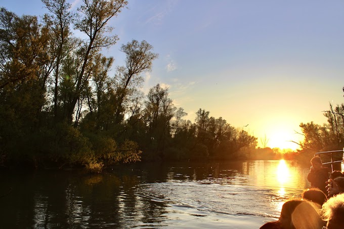 Bevers spotten in De Biesbosch tijdens zonsondergang vanaf een fluisterboot