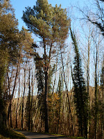 Majestuosos árboles en los márgenes de la riera d'Olzinelles. Sant  Celoni.