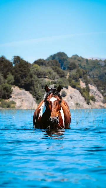 Brown Horse In Water Wallpaper