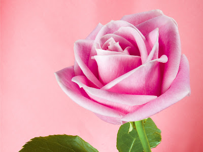 pink Rose