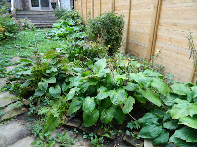 Riverdale Backyard Fall Cleanup Before by Paul Jung Gardening Services--a Toronto Organic Gardener