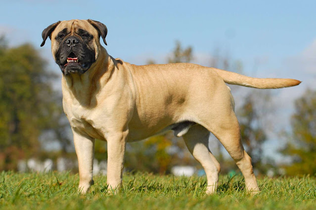 10-heaviest-dog-breeds-ever