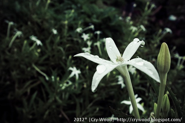 Exif_JPEG_PICTURE