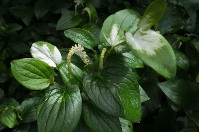 Saururus chinensis,ハンゲショウ,半夏生,半化粧 