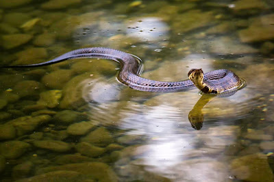 cottonmouth in buffalo national river
