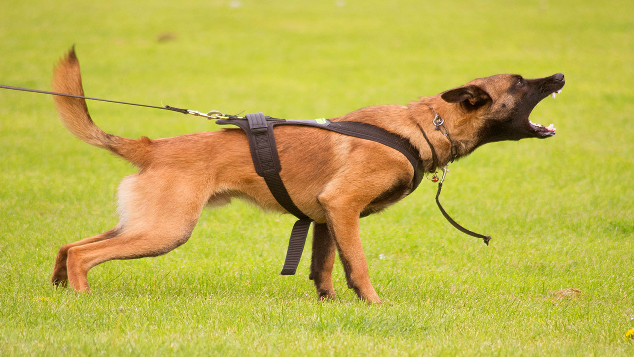 Berger malinois