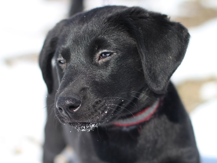 golden retriever mixed with labrador. She#39;s an adorable Black Lab