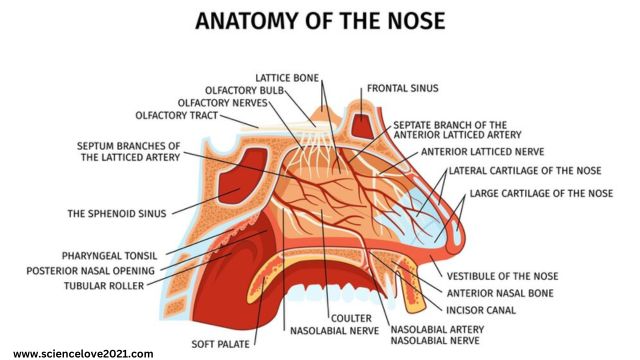 नासिका की आन्तरिक संरचना (Internal Structure of Nose)|hindi