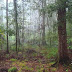 Forest, Louisiana - Forest In Louisiana