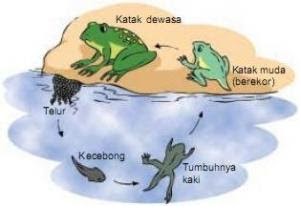 Urutan Proses  Metamorfosis Hewan  Amfibi Katak SAKA DOCI