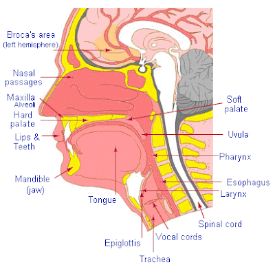 organs of speech. B. Speech organs introduction