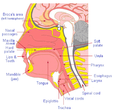 B. Speech organs introduction organs of speech. B. Speech organs introduction