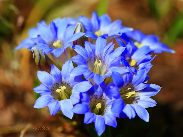 Gentiana zollingeri