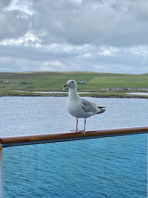 seagull on cruise ship rail