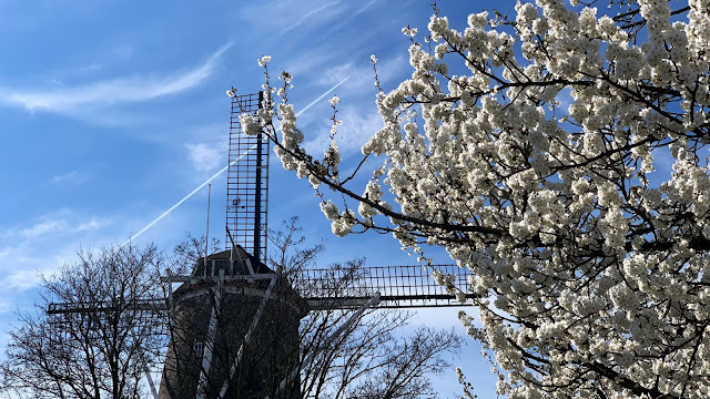 Nieuwe molen, Veenendaal met bloesem