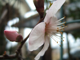 薔薇色の研究室 07 03 11