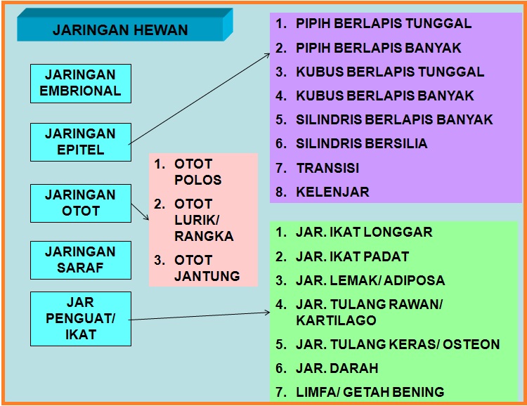 BIOLOGI GONZAGA CATATAN JARINGAN  HEWAN 