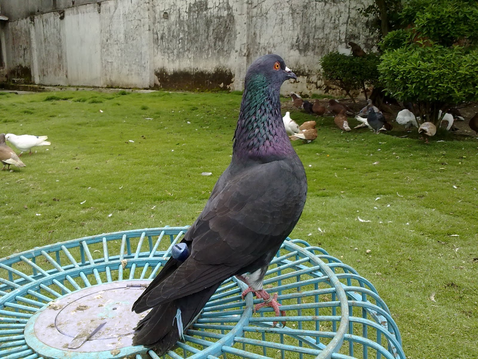 Burung Dara Aduan Burung Dara Hias Cantik GambarBinatangCom